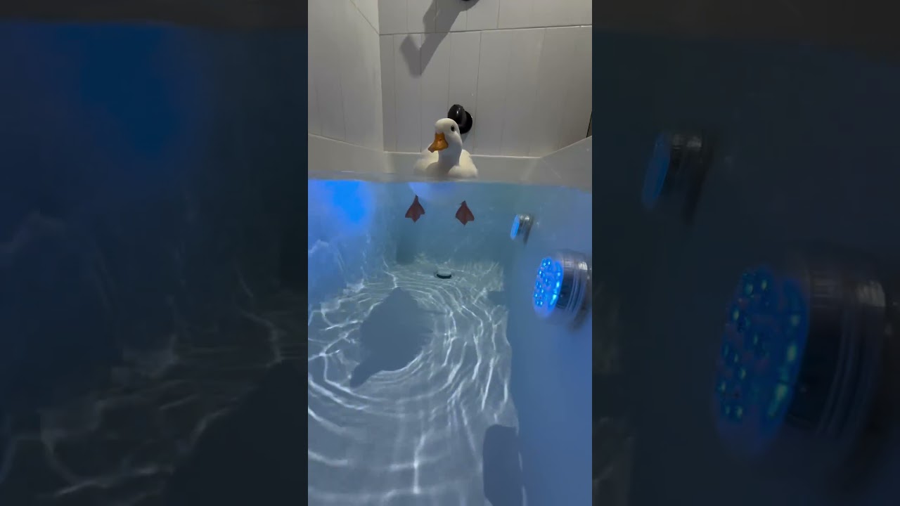 PATO NADANDO NA ÁGUA, SÓ QUERIA UMA QUENTINHA 