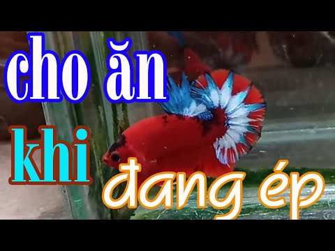 Video Có nên cho TRỐNG ăn khi đang ép ? Mua chai nước suối 5... - youtube