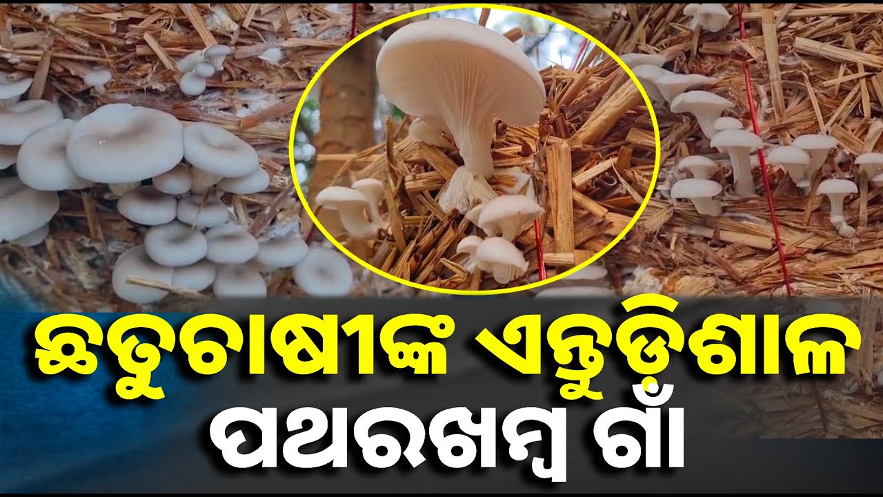 ଛତୁଚାଷ କରି ପରିବାର ପୋଷୁଛନ୍ତି ୨୦୦ ରୁ ଉର୍ଦ୍ଧ୍ବ ପରିବାର, ଗାଁ ପାଇଁ ତିଆରି କରିଛନ୍ତି ଭିନ୍ନ ପରିଚୟ
