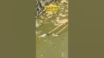 #88 Test Thực Tế Kích Cá Rô Phi Nước Sâu Kích Cá 25Đ - Máy Kích Cá Chung Đội Hưng Yên