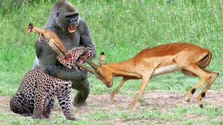Top 3 Predators Killed By Impala With Horns To Save Their Baby - Impala Vs Leopard, Jackal, Baboon