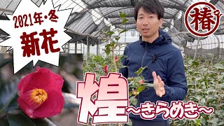 新椿 開花速報【煌・きらめき】