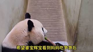 辉宝不想下班紧急撤回一个小辉辉宋爷爷和爱宝商量让爱宝收猫#panda #huibao #ruibao