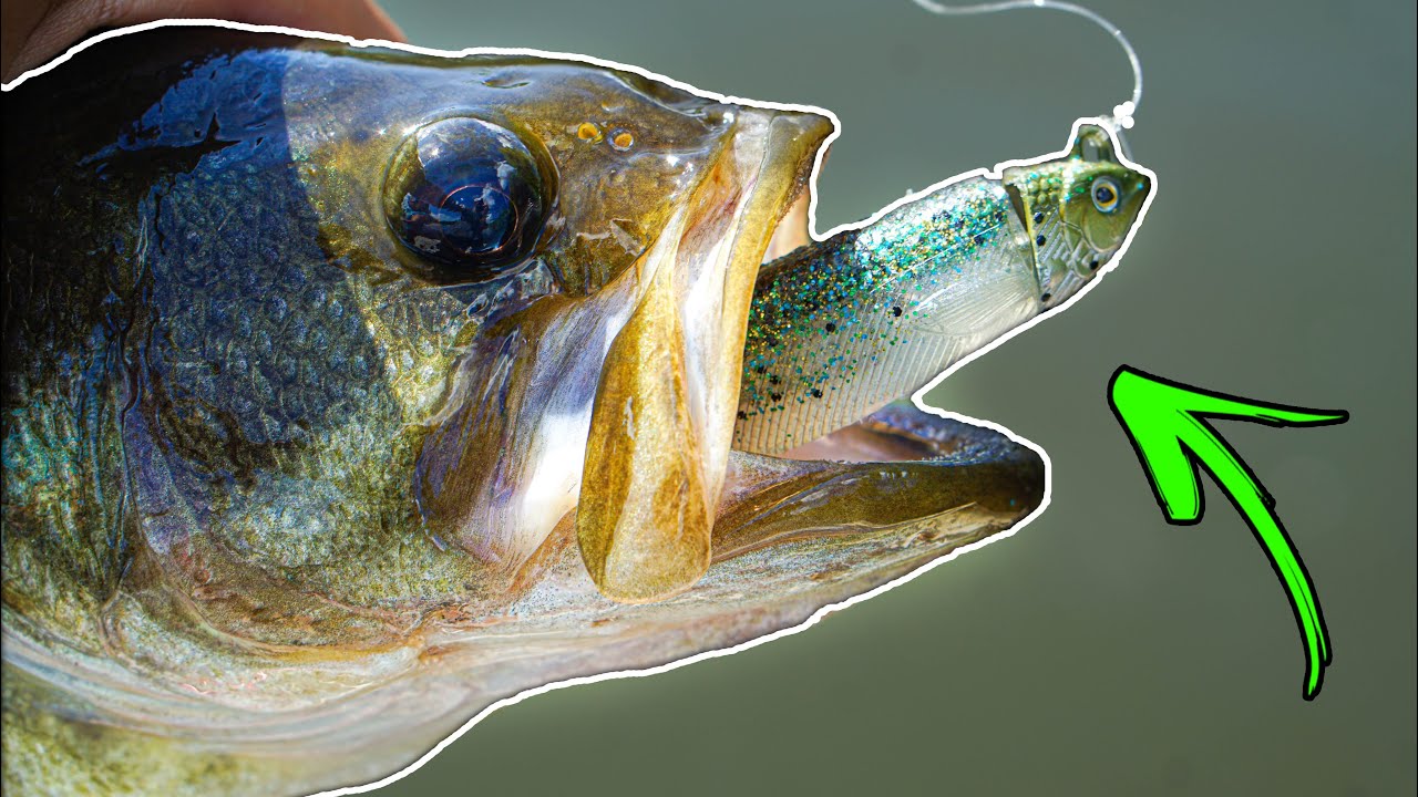 EPIC $10 Swimbait SLAYS BASS!! ( MTB Slam Challenge )