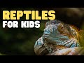 What is a Reptile? | Let's learn all about reptiles for kids | Understanding reptile characteristics