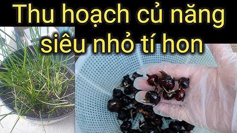 Củ năng miền bắc gọi là gì