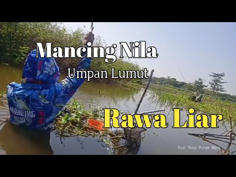 Mancing Rawa Liar Pake Umpan Lumut || Part 1