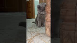 Grumpy Cat Has The Funniest Reaction Ever #Shorts