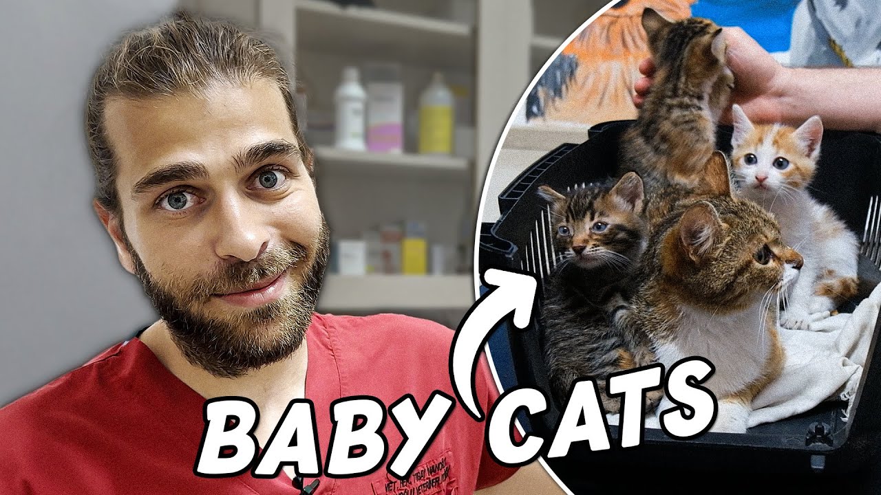 Котята посещают ветеринара! (Очаровательные котята вместе с мамой-кошкой)