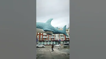 Акулы из ИКЕИ