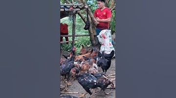 pub qaib qus qaib hmoob.cho gà ăn uống