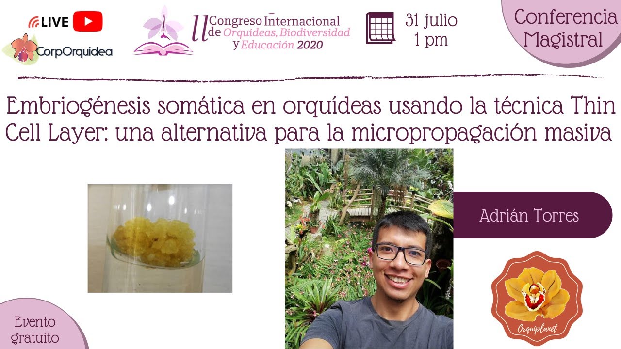 ES en orquídeas usando la técnica Thin Cell Layer: alternativa para la micropropagación masiva