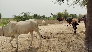 New beautiful village new farming video 15.9.2023 screenshot 5