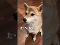 リズムに合わせて♪ #柴犬 #shibainu #cute #いぬ #うん