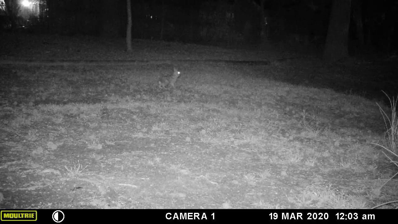 Backyard Bunnies - Trail Camera - Moultrie BC-300i - YouTube