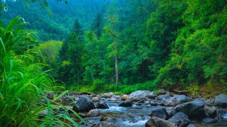 Beautiful Stream in Deep Forest, Forest Sounds, Chirping Birds, White Noise for Relaxation .,.