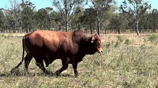 National Droughtmaster Bull Sale 16\/09\/2025- Lot 28 Cribrum Norley