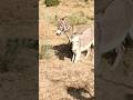 donkeys #animals #youtubeshorts