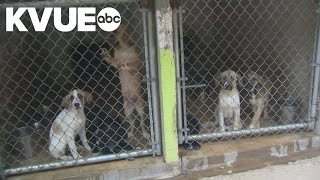 Austin Pets Alive! says Memorial Day is the perfect time to pick out a pet
