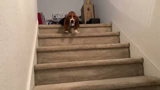 Basset Hound puppy learning the stairs.  #dogs #bassethound