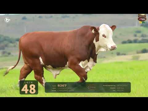 LOTE 48   TAT 8267 M Braford