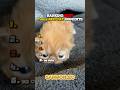 Ranking best funny red cat moments #usa