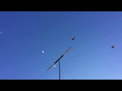 #Pigeons.Зимний гон армянских бойных голубей. 