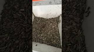 Mashine ya kukamua mafuta ya alizeti | Sunflower oil machine