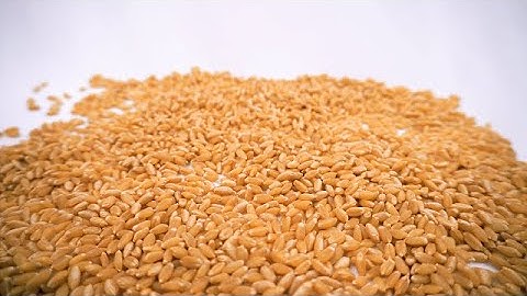 Wheat grains falling in slow motion | stock footage | stock video | Cinefootage