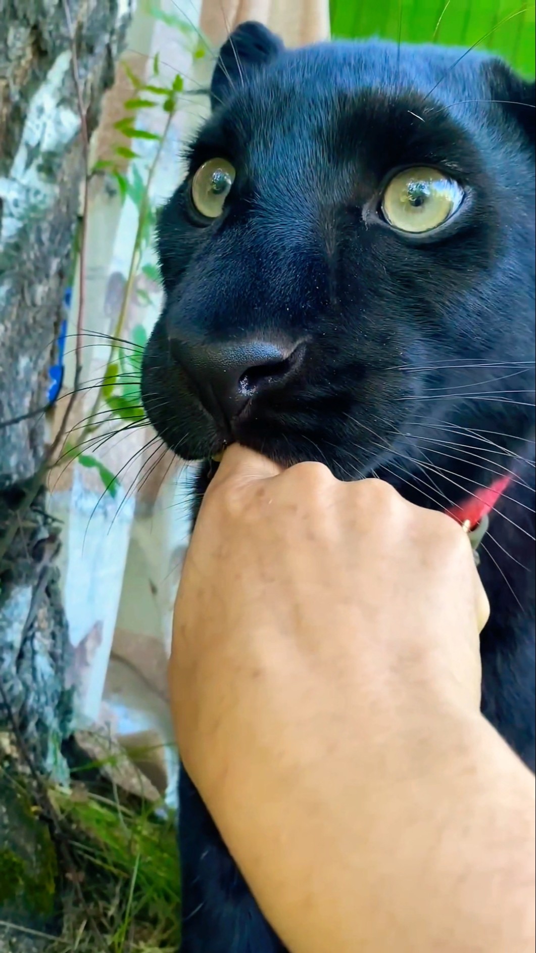 Don't touch me keshu ?? #funnyshorts #shortfeed