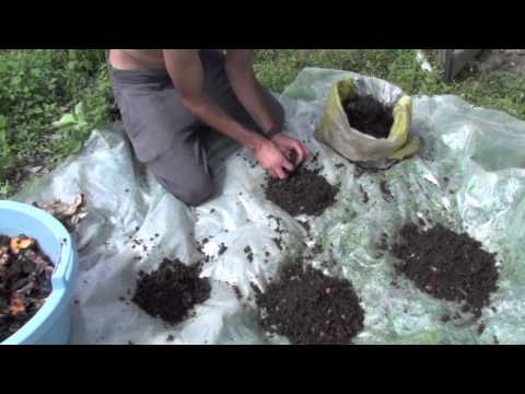 Darrel&rsquo;s Worms Vermiculture and Oct 22nd Garden Update Vilcabamba Ecuador
