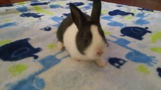 Christopher Bunny Chilling Out