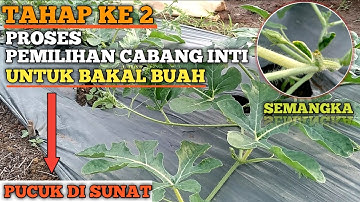 Thumbnail of Here's How to Choose a Circumcised Watermelon Branch