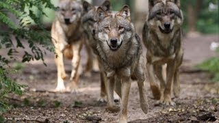 Was ist ein Wolfsrudel - Wolfsfamilie - Wolfcenter - powered by schuhplus - Schuhe in Übergrößen