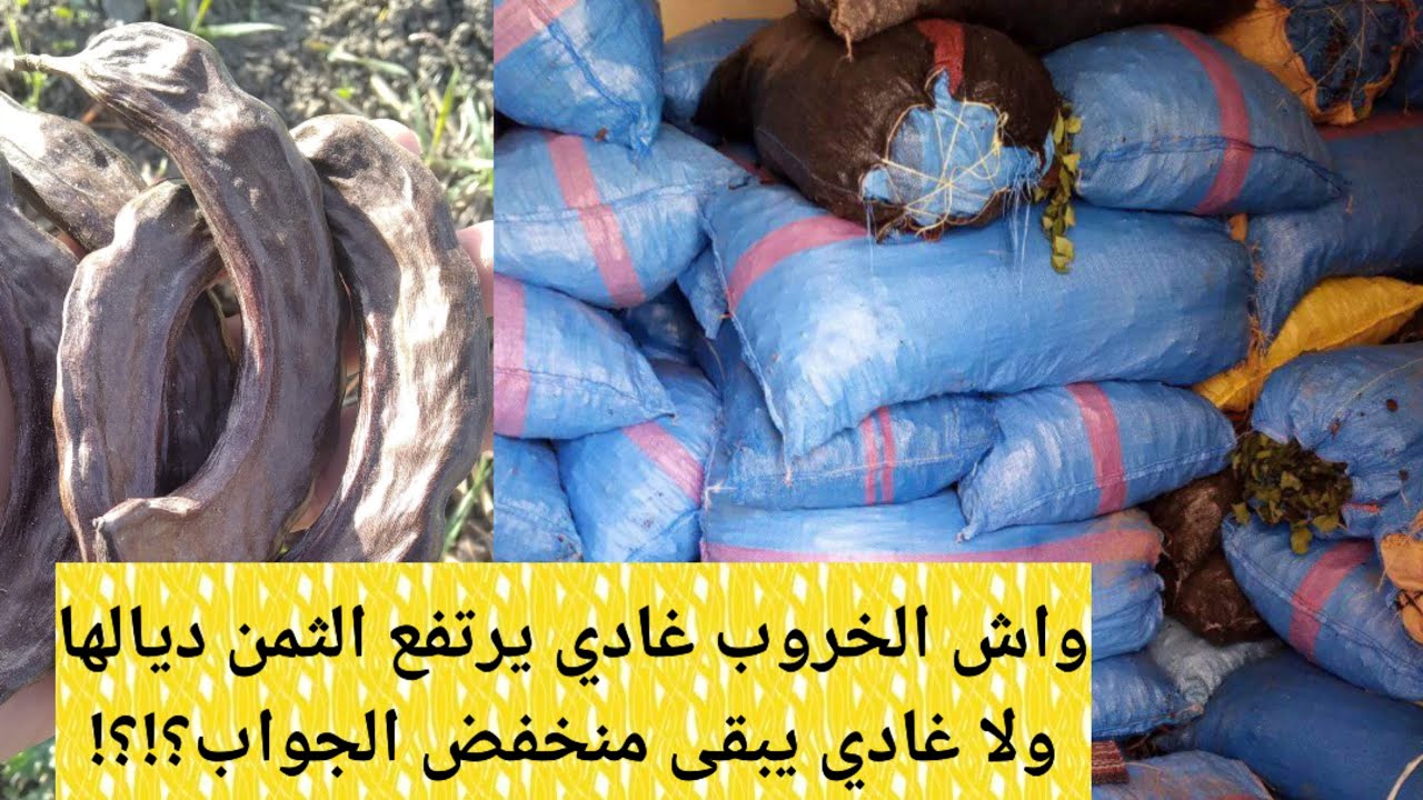 إنخفاض وانهيار مفاجىء في ثمن الخروب والاسباب والدواعي مجهولة والفلاح يترقب