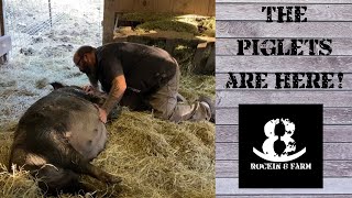 Farrowing On The Farm | Our First Idaho Pasture Piglets
