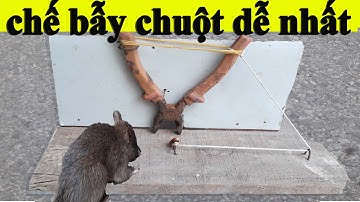 Bẫy Chuột Bằng Kìm  Phan Miền Trap mouse with mousetrap pliers