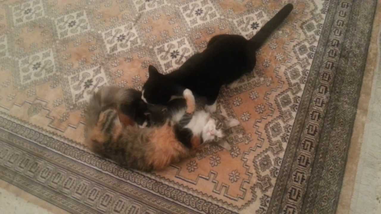 Cat lovers! daddy, mother and baby cats ! Famille chat - YouTube