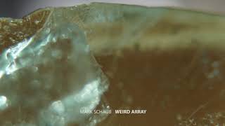 Celebrity WEIRD ARRAY Profile