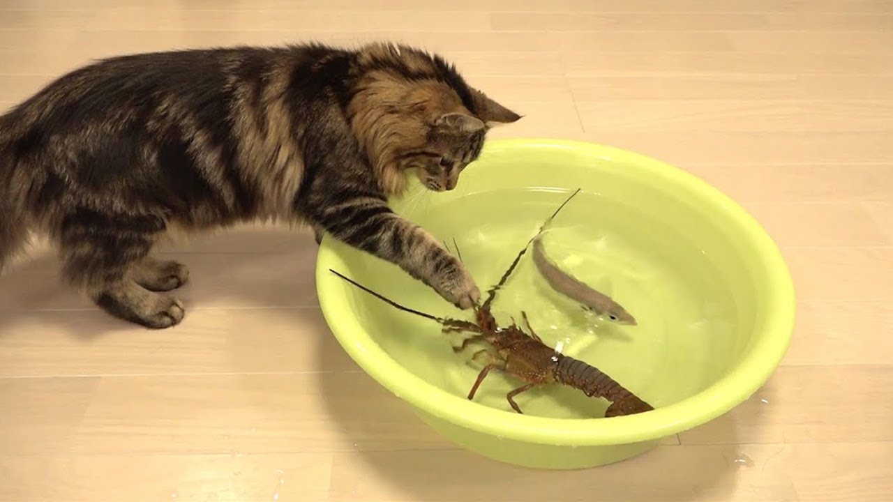 Cats Vs Shrimp YouTube