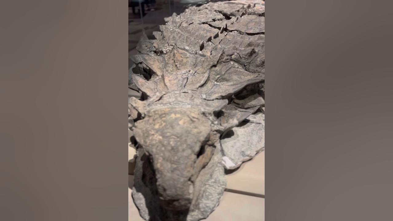 世界で最も完璧な化石恐竜ボレアロペルタミイラ YouTube