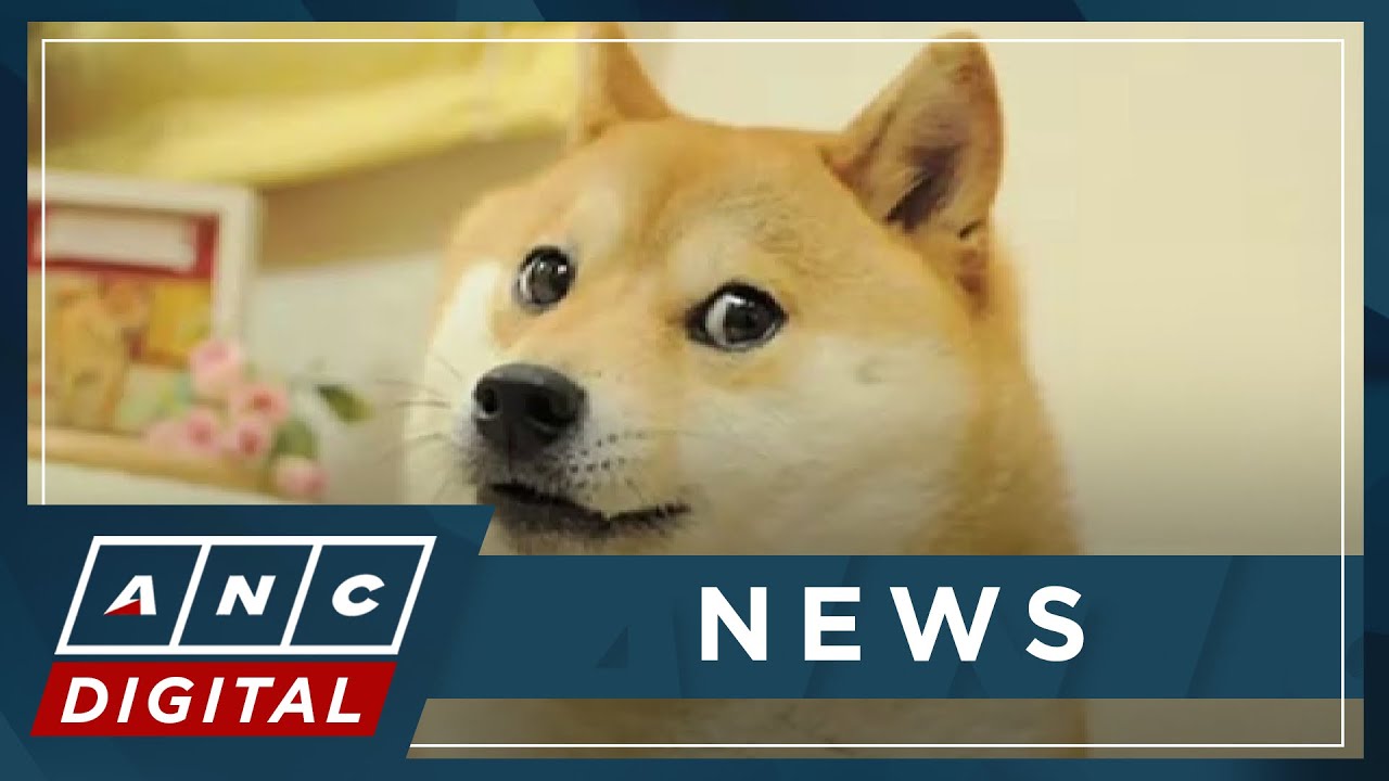 Japanese dog of 'Doge' meme passes away | ANC - YouTube