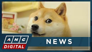 Japanese dog of 'Doge' meme passes away | ANC - YouTube