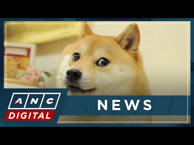 Japanese dog of 'Doge' meme passes away | ANC - YouTube