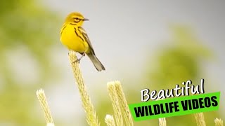 WHY Warbler Birdwatching is a BIG DEAL (Magee Marsh) The Biggest Week in American Birding + Music