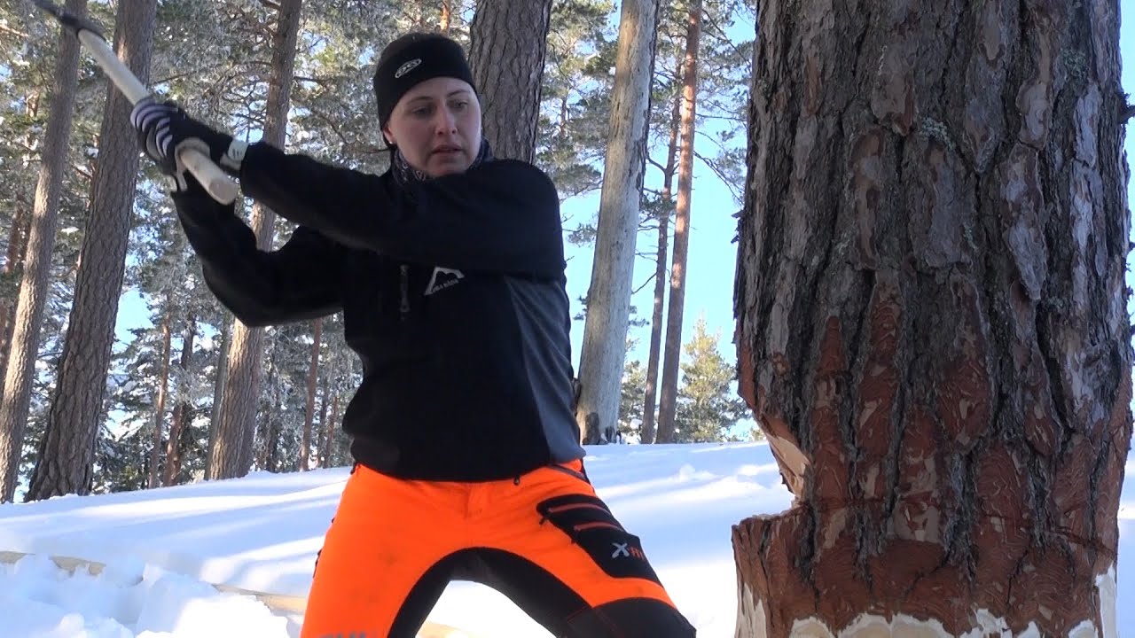 Ett träd väljs ut och fälls med yxa - Rekonstruktionen av Södra Råda medeltidskyrka