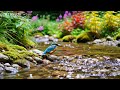 ?? LIVE 24/7: Soft Healing Piano & Birds ?? Deep Relaxation for Calm Mind & Focus