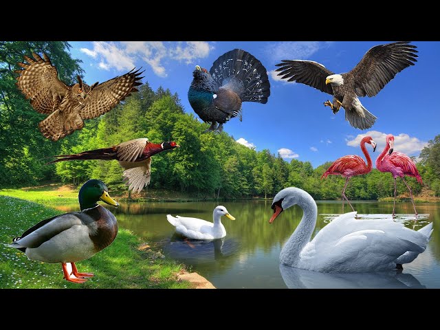 Bird sounds: duck, owl, swan, goose, eagle - Animal moments class=