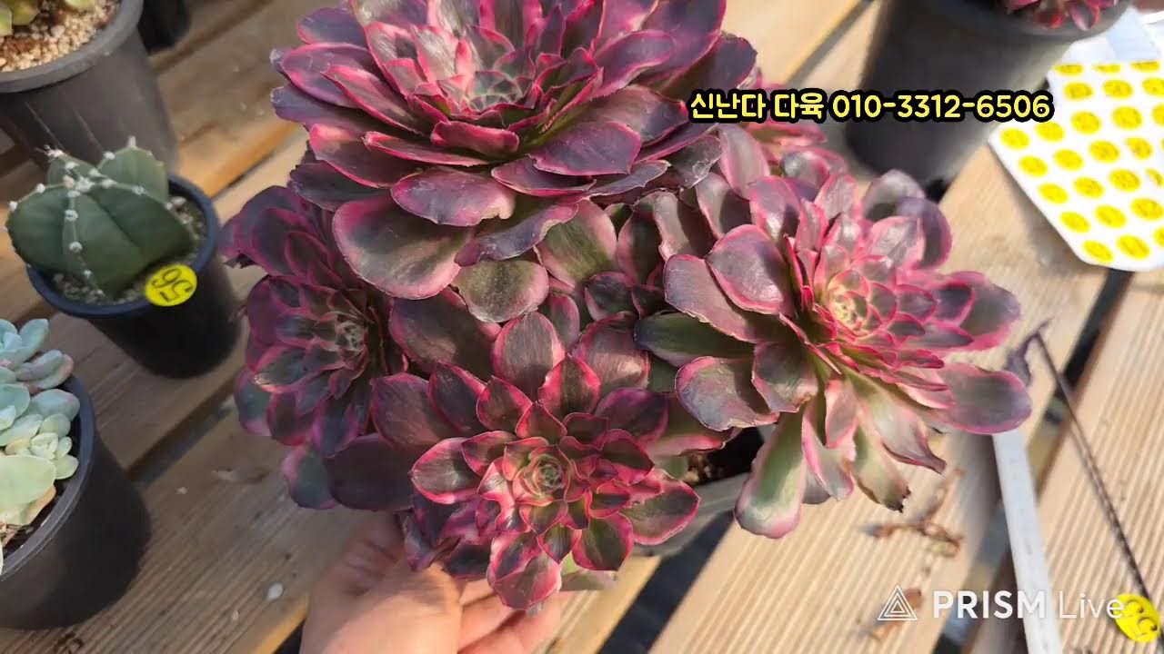 신난다다육 라이브 방송