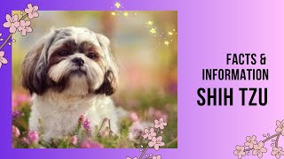 Shih Tzu Facts & Information